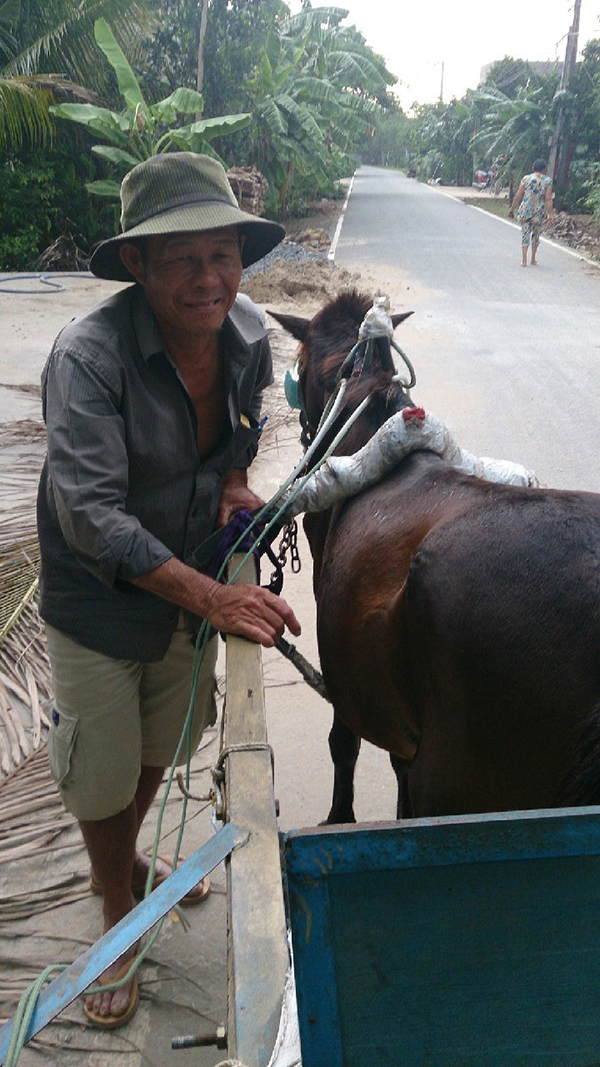 ベトナムでは牛車に乗れる