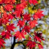 紅葉のシーズン到来！関東周辺のおすすめ日帰りスポットへ電車で行こう！