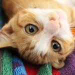 写真映りが悪い原因は目が小さいから？可愛く移る方法を紹介します！