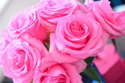 ピンクのバラ,花言葉,感謝